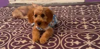 Mini golden doodle , a female Goldendoodle and Poodle - Toy  for sale in Belton, TX – 2 of 3
