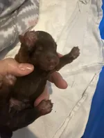 Yorkie Boy , a male Yorkshire Terrier for sale in Temple, TX – Photo 4 of 6