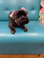 Yorkie Boy , a male Yorkshire Terrier for sale in Temple, TX – Photo 5 of 6