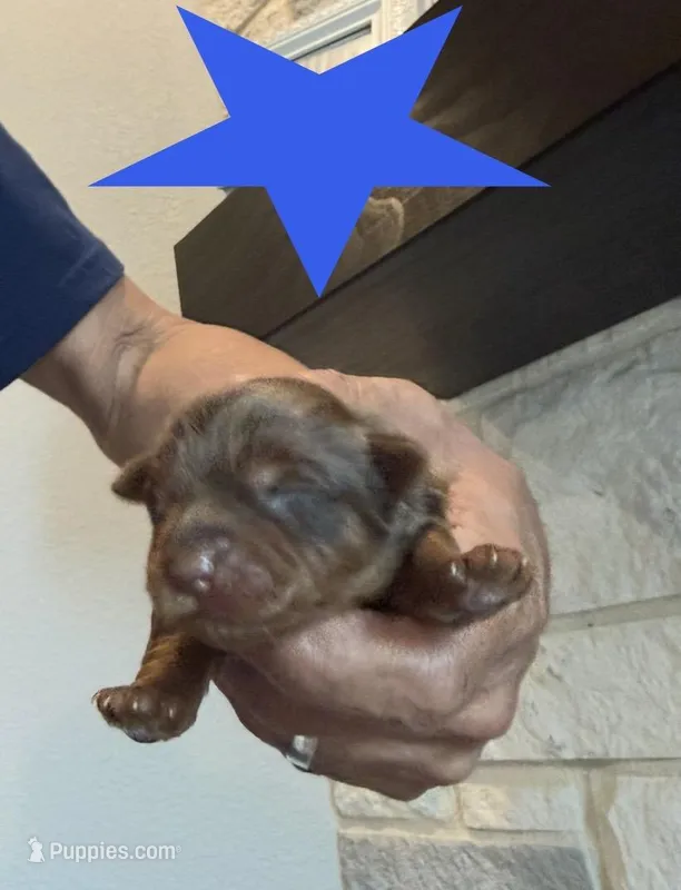 Yorkie Boy  – Yorkshire Terrier puppy for sale in Temple, TX
