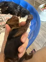 Yorkie Boy , a male Yorkshire Terrier for sale in Temple, TX – Photo 3 of 6