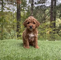 Echo, a male Miniature Goldendoodle for sale in Roseburg, OR – 5 of 7