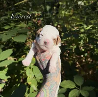 Everest, a male Miniature Goldendoodle for sale in Roseburg, OR – 6 of 6