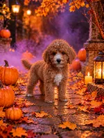 Dayton, a male Miniature Goldendoodle for sale in Roseburg, OR – 2 of 6