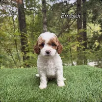 Ember, a female Miniature Goldendoodle for sale in Roseburg, OR – 5 of 6