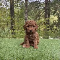 Eden, a female Miniature Goldendoodle for sale in Roseburg, OR – 4 of 6