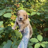 Echo, a male Miniature Goldendoodle for sale in Roseburg, OR – 7 of 7