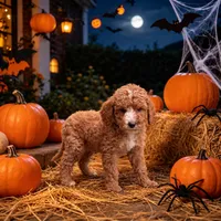 Dayton, a male Miniature Goldendoodle for sale in Roseburg, OR – 4 of 6