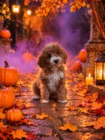 Destiney, a female Miniature Goldendoodle for sale in Roseburg, OR – 1 of 6