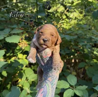 Eden, a female Miniature Goldendoodle for sale in Roseburg, OR – 6 of 6
