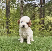 Everest, a male Miniature Goldendoodle for sale in Roseburg, OR – 5 of 6