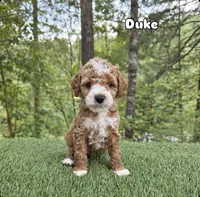 Duke, a female Miniature Goldendoodle for sale in Roseburg, OR – 6 of 7