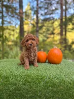Eden, a female Miniature Goldendoodle for sale in Roseburg, OR – 3 of 6