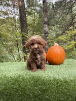 Dash, a male Miniature Goldendoodle for sale in Roseburg, OR – 5 of 6