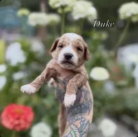 Duke, a female Miniature Goldendoodle for sale in Roseburg, OR – 7 of 7