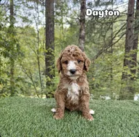 Dayton, a male Miniature Goldendoodle for sale in Roseburg, OR – 5 of 6