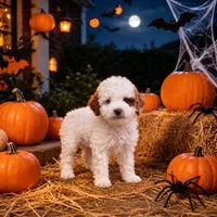 Everest, a male Miniature Goldendoodle for sale in Roseburg, OR – 3 of 6