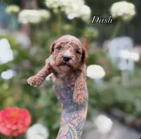 Dash, a male Miniature Goldendoodle for sale in Roseburg, OR – 6 of 6