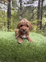 Echo, a male Miniature Goldendoodle for sale in Roseburg, OR – 6 of 7