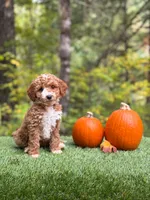 Destiney, a female Miniature Goldendoodle for sale in Roseburg, OR – 5 of 6