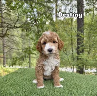Destiney, a female Miniature Goldendoodle for sale in Roseburg, OR – 6 of 6