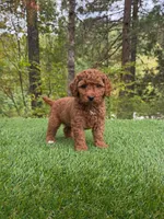 Eden, a female Miniature Goldendoodle for sale in Roseburg, OR – 5 of 6