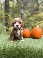 Duke, a female Miniature Goldendoodle for sale in Roseburg, OR – 5 of 7