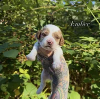 Ember, a female Miniature Goldendoodle for sale in Roseburg, OR – 6 of 6
