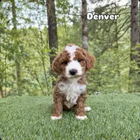 Denver, a male Miniature Goldendoodle for sale in Roseburg, OR – 5 of 6