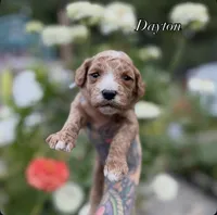 Dayton, a male Miniature Goldendoodle for sale in Roseburg, OR – 6 of 6