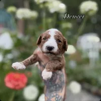 Denver, a male Miniature Goldendoodle for sale in Roseburg, OR – 6 of 6
