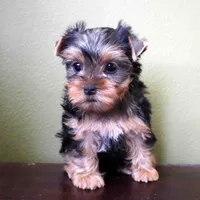 Peach, a female Yorkshire Terrier for sale in Los Angeles, CA – 4 of 4