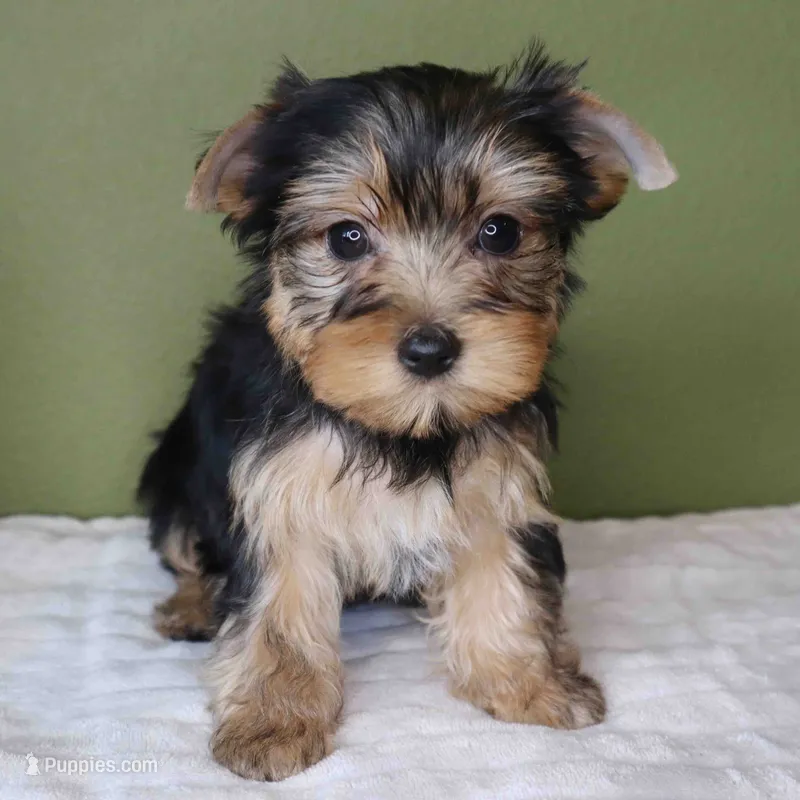 Peridot  – Yorkshire Terrier puppy for sale in Los Angeles, CA