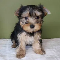 Peridot , a female Yorkshire Terrier for sale in Los Angeles, CA – 1 of 4