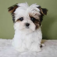 T-cup Lulu, a female Shih Tzu and Mal Shi for sale in Los Angeles, CA – 5 of 5