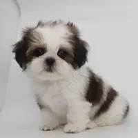 Effie, a female Shih Tzu for sale in Los Angeles, CA – Photo 4 of 5