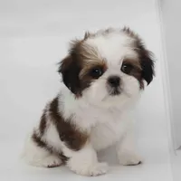 Effie, a female Shih Tzu for sale in Los Angeles, CA – Photo 5 of 5