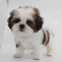 Effie, a female Shih Tzu for sale in Los Angeles, CA – Photo 3 of 5