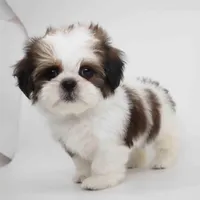 Effie, a female Shih Tzu for sale in Los Angeles, CA – Photo 1 of 5