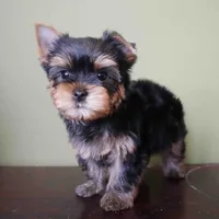 Sol, a male Yorkshire Terrier for sale in Los Angeles, CA – 2 of 5