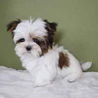 T-cup Lulu, a female Shih Tzu and Mal Shi for sale in Los Angeles, CA – 4 of 5