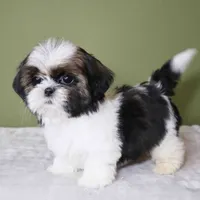 Teddy, a male Shih Tzu for sale in Los Angeles, CA – 2 of 5