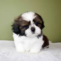 Koda, a female Shih Tzu for sale in Los Angeles, CA – 3 of 5