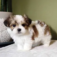 Miso, a male Shih Tzu and Mal Shi for sale in Los Angeles, CA – 2 of 6