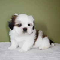 Ray, a male Shih Tzu for sale in Los Angeles, CA – 5 of 5