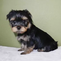 Marlo, a male Yorkshire Terrier for sale in Los Angeles, CA – 2 of 5