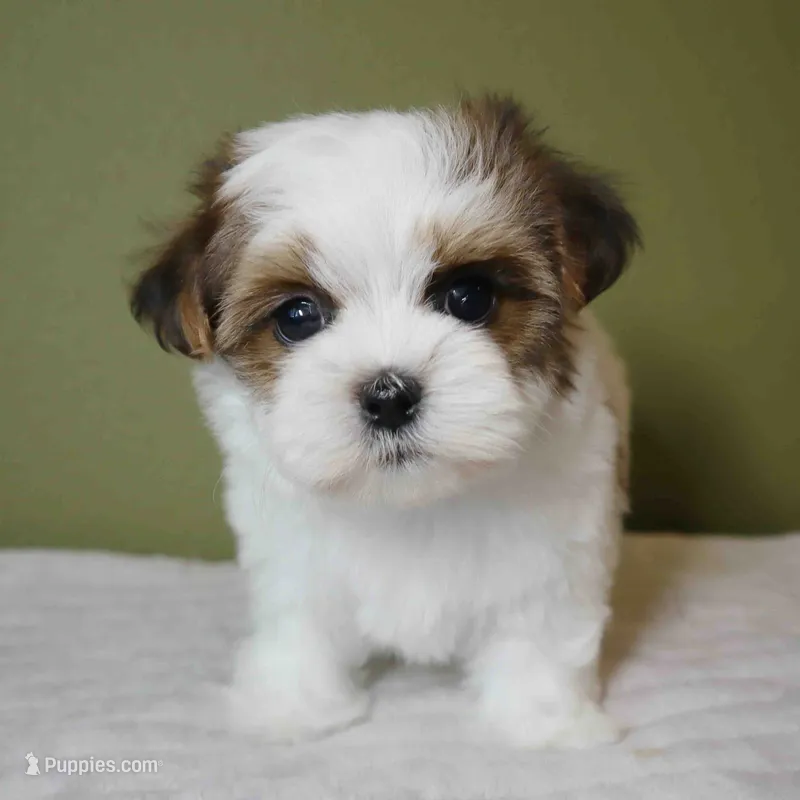Lumi – Shih Tzu, Mal Shi puppy for sale in Los Angeles, CA