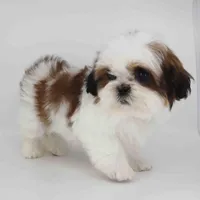 Luna, a female Shih Tzu for sale in Los Angeles, CA – Photo 4 of 5