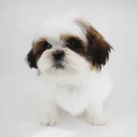 Luna, a female Shih Tzu for sale in Los Angeles, CA – Photo 5 of 5