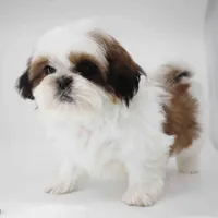 Luna, a female Shih Tzu for sale in Los Angeles, CA – Photo 3 of 5